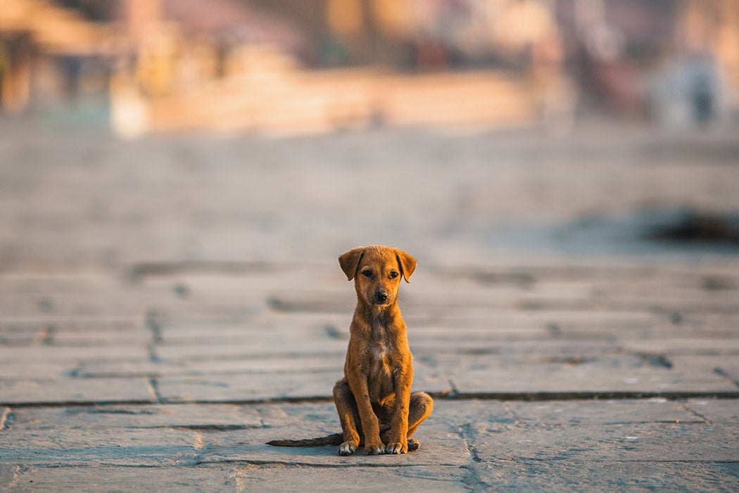 Perrito